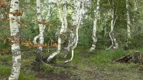 Роща танцующих берез