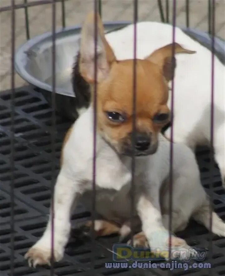 Порода собак чихуахуа. Чихуахуа гладкошерстный персиковый. Собака чихуа хуа хуа. Чихуахуа баттерфляй. Чихуахуа клипарт.