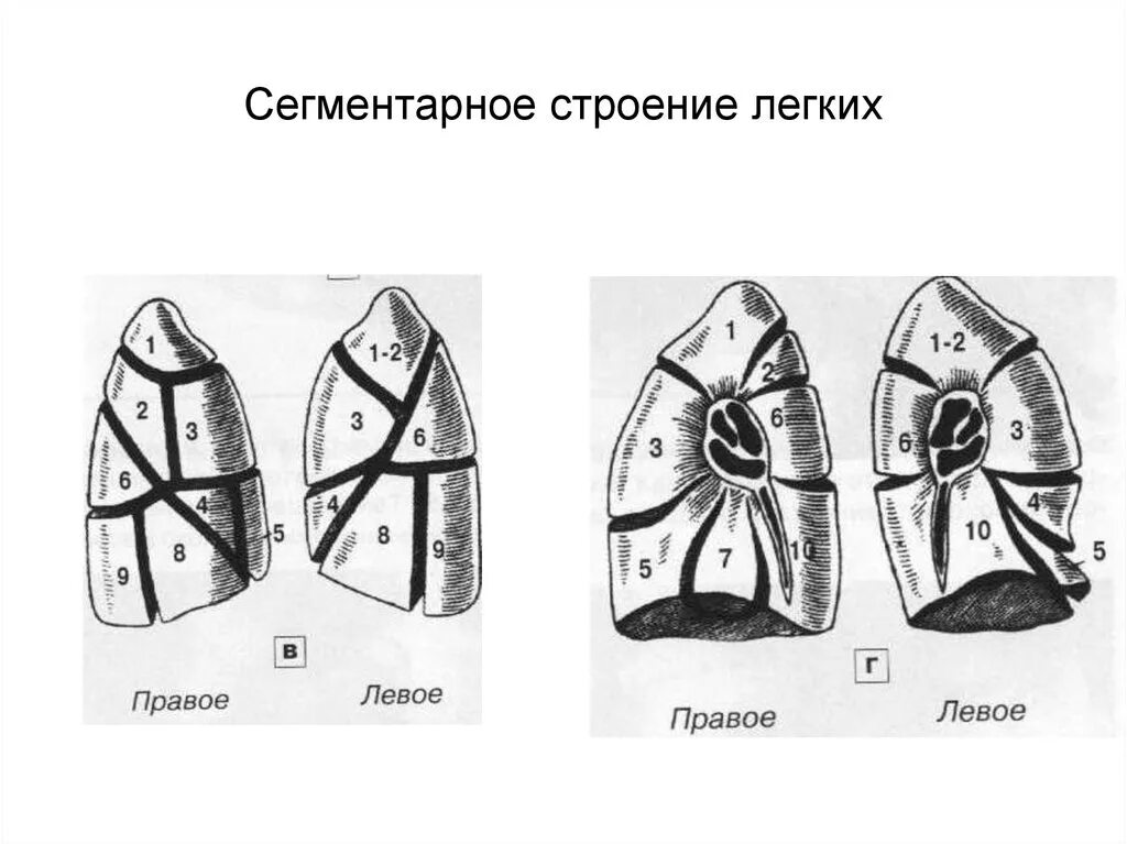 Доли легкого слева. Сегментарное строение легких. Строение легкого сегменты и доли. Язычковые сегменты легких схема. Доли легкого и сегменты схема.