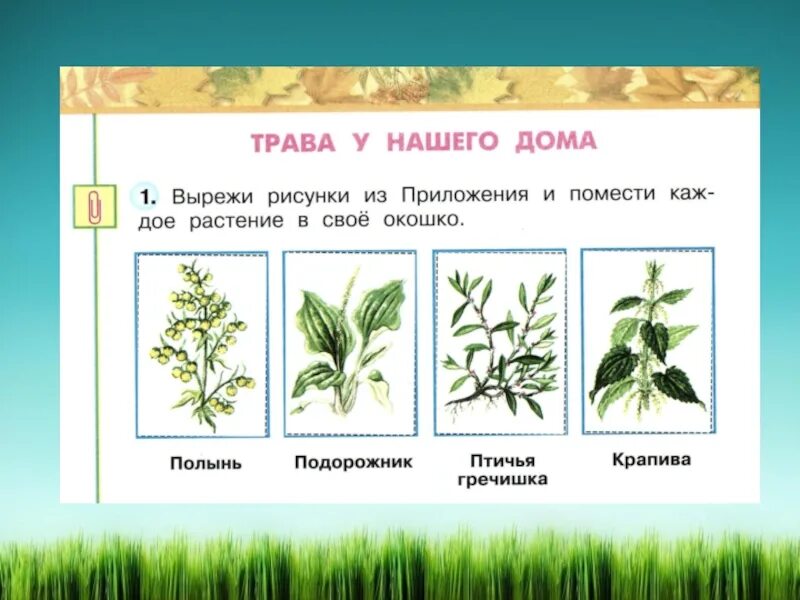 Травянистое растение окружающий мир. Травы 2 класс. Травянистые растения окружающий мир. Травянистые растения 2 класс. Травы окружающий мир 2 класс.