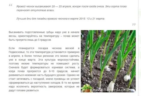 Можно ли сажать чеснок в полутени