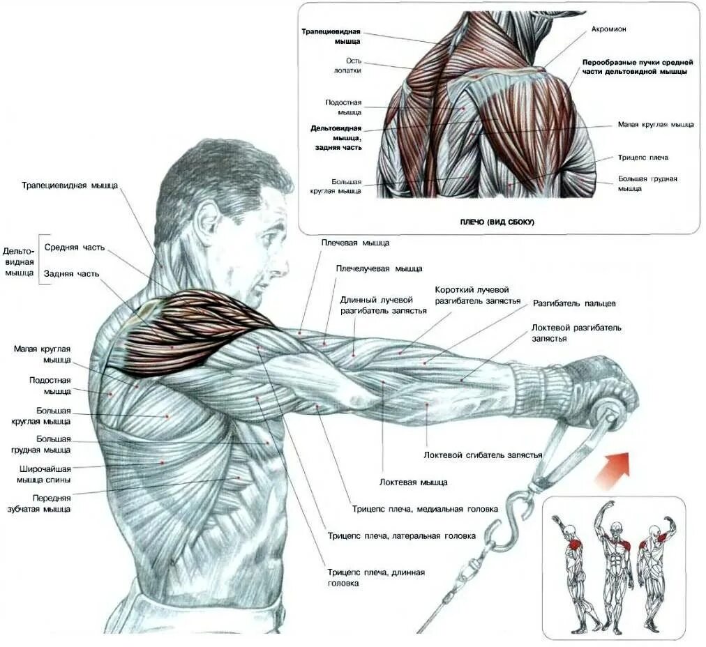 Латеральная головка трицепса анатомия. Упражнения на длинную головку трицепса. Строение трицепса руки. Упражнения на плечи и трицепс.