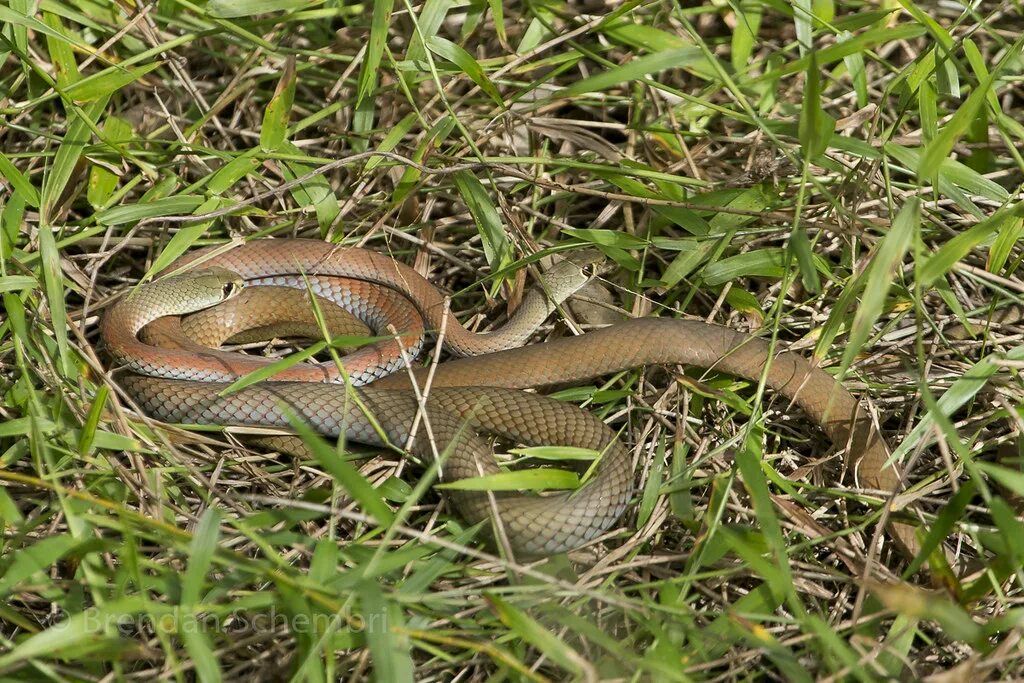 Мулга змея. Demansia Psammophis. Полоз коричневый змея. Сетчатая коричневая змея.