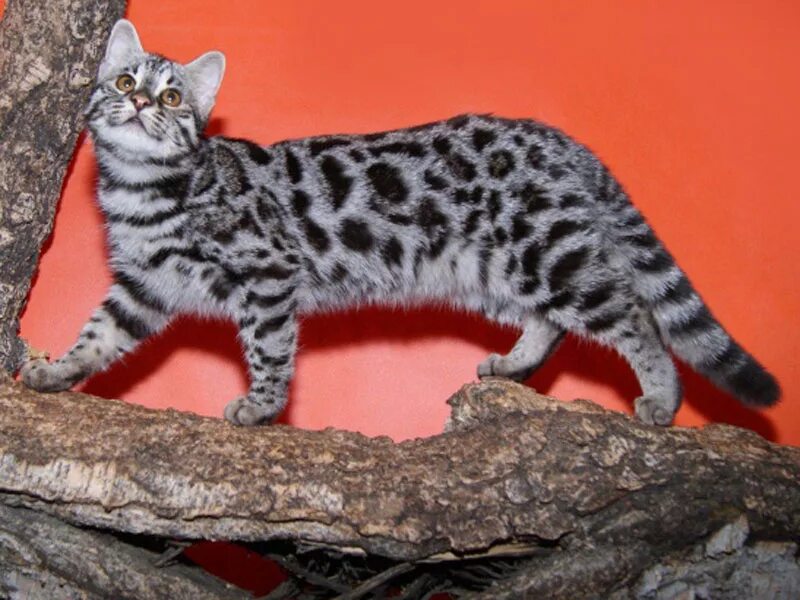 Рассмотрите фотографию кошки дикого окраса породы бенгальская. Бенгальская кошка (бенгал) ф1. Бенгал гибрид f1. Котята бенгальской породы ф1. Бенгал ф1 кот бенгал серый.