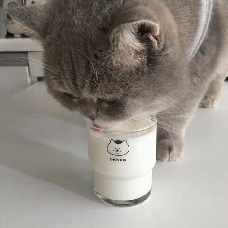 The cat drunk its milk. Софт котики. коты aesthetic. эстетика uwu котики. эстетика котиков софт.