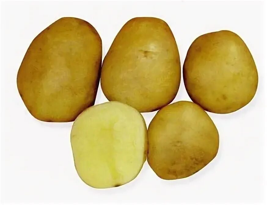 Картофель гусар описание сорта. Картофель семенной гусар. Картофель сорт гусар. Картофель гусар описание сорта. Картофель сорт гусар.