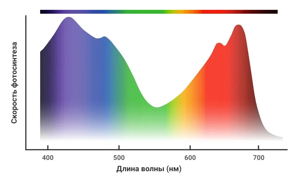 Спектр светодиодной лампы 3000к. Спектр света для фотосинтеза растений. Спектр поглощения растений. Спектр поглощения света растениями.