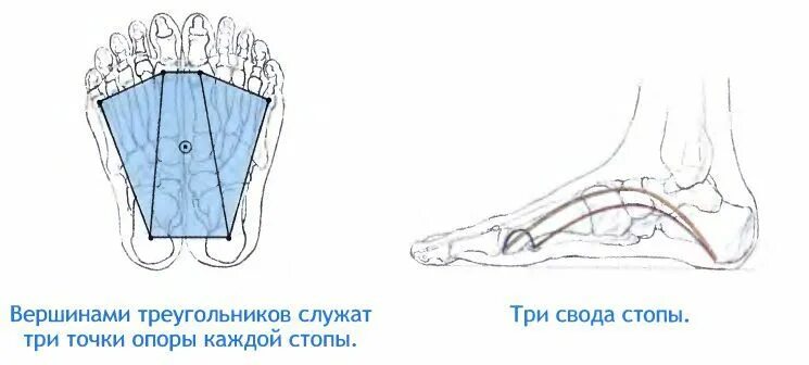 Точка опоры поперечного свода стопы. Точки опоры продольного свода стопы. Опорные точки стопы. Три точки опоры стопы.