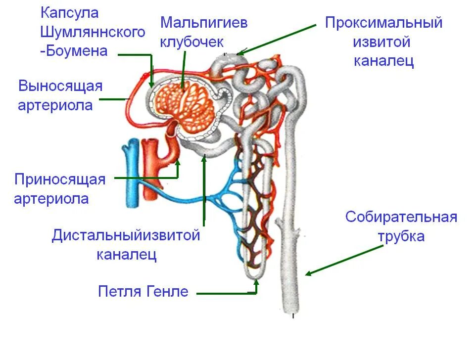 Петля извитого канальца нефрона. Петля Генле извитой каналец. Строение капиллярного клубочка нефрона. Капсула нефрона петля Генле. Строение нефрона петля Генле.