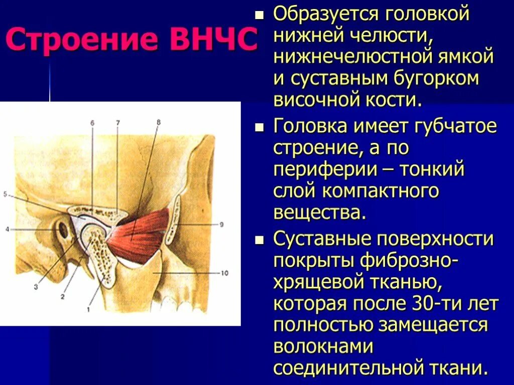 Соединение нижнечелюстной и височной кости. Височно-нижнечелюстной сустав, articulatio temporomandibularis. Суставная ямка ВНЧС. Клиническая анатомия ВНЧ. Суставной бугорок ВНЧС.