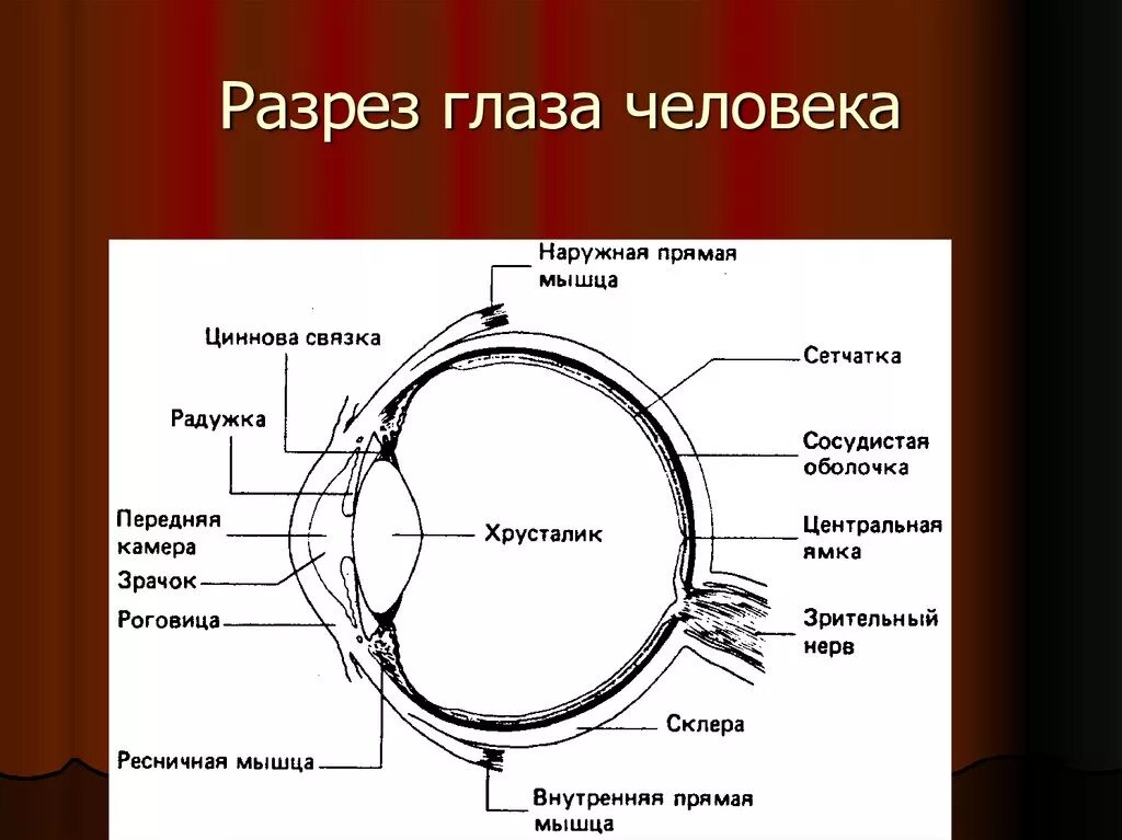 Обозначь последовательность расположения структур в оптической системе