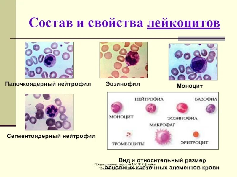 Лейкоциты группа крови. Палочкоядерный нейтрофил сегментоядерный нейтрофил. Состав лейкоцитов. Кровь анатомия лейкоциты. Состав и свойства лейкоцитов.