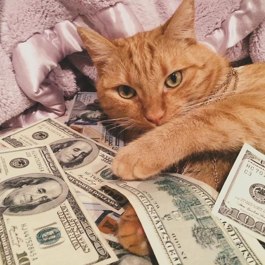 Рыжие купюры текст. Рыжий кот с деньгами. Денежный кот. Рыжие кошки к деньгам. Котик с деньгами.