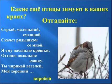 Предложение с птицами зимой