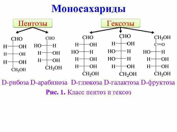 Важнейшие пентозы и гексозы. Моносахариды пентозы гексозы. Глюкоза гексоза. Пентоза рибоза.