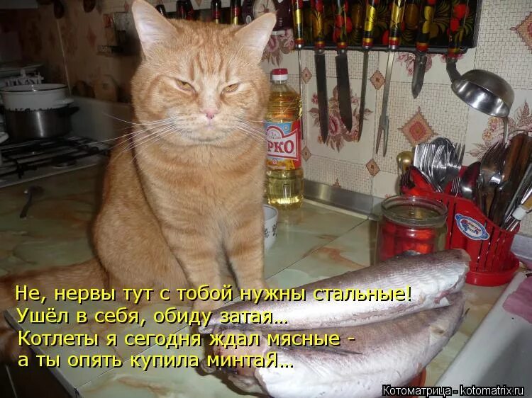 Минтай коту