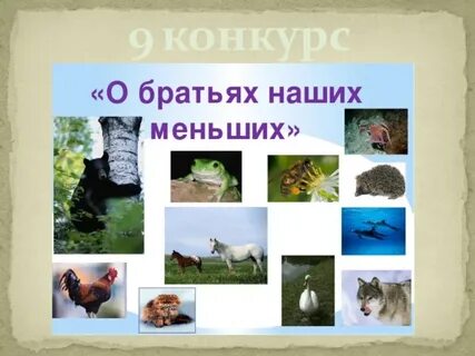 Наши меньшие братья класс