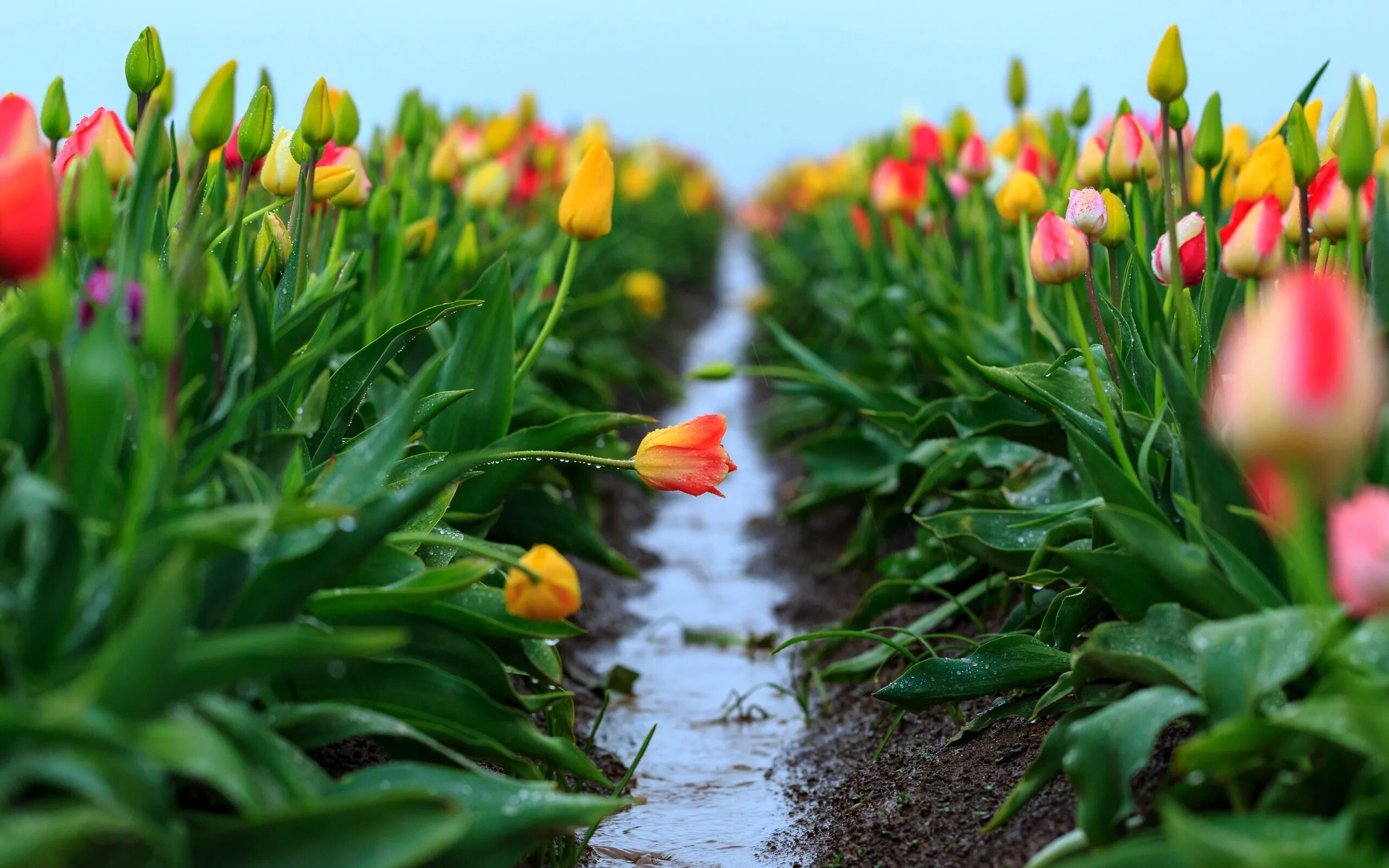Будут ли цвести тюльпаны весной. Тюльпановое поле в Нидерландах. Весенние тюльпаны. Тюльпаны весной.