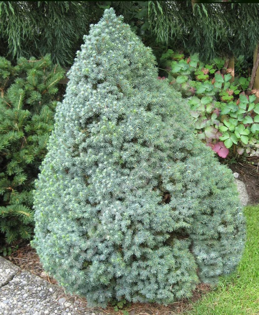 Ель канадская conica. Ель (Picea glauca) канадская Коника. Ель канадская conica Blue. Ель канадская Сандерс Блю.