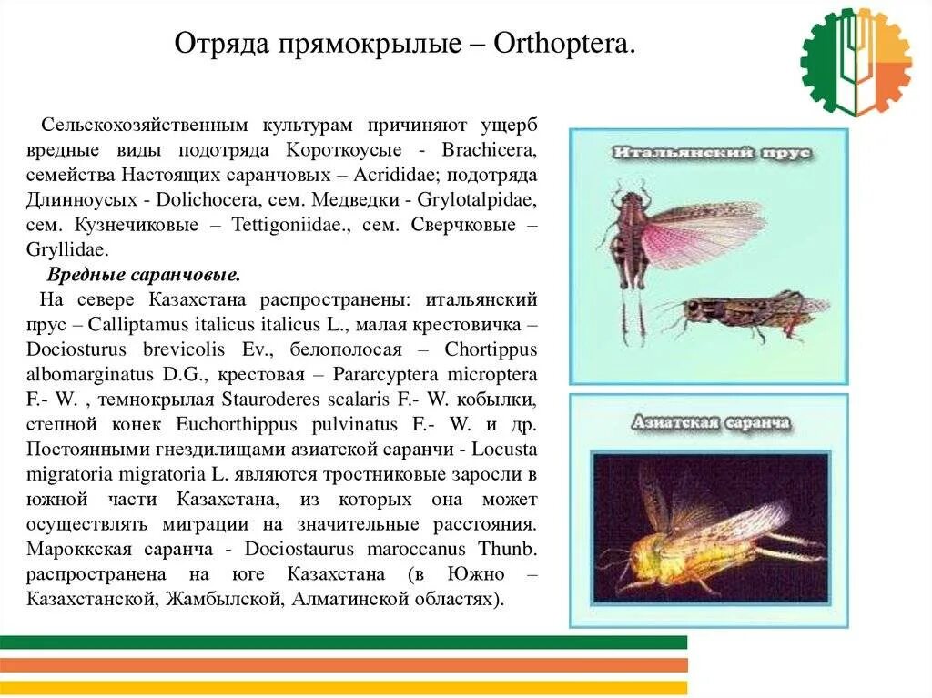 Вредители отряда прямокрылых. Многоядные вредители сельскохозяйственных культур. Меры борьбы с многоядными вредителями. Характеристики вредителей сельскохозяйственных культур.