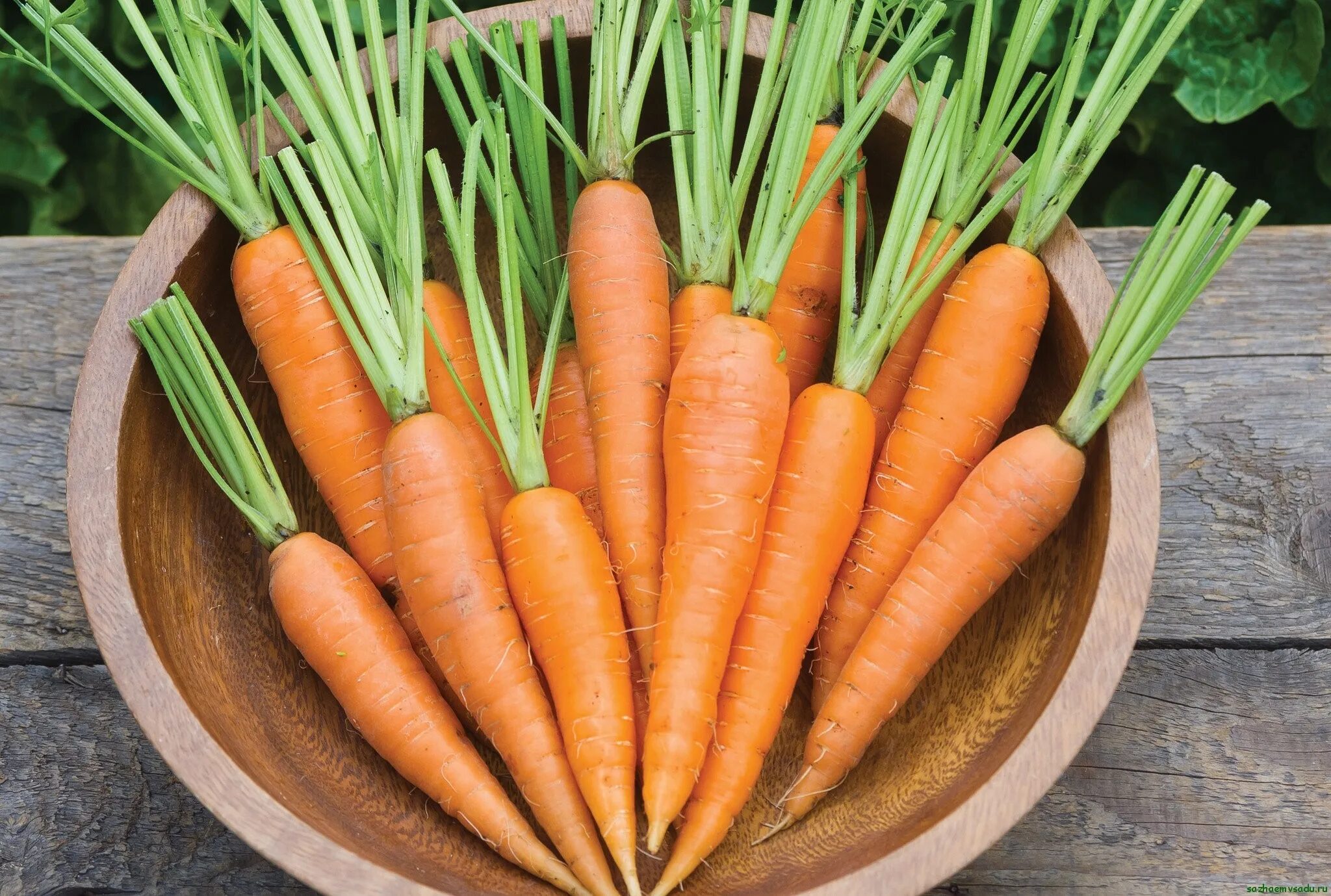 Можн. Морковь Ройал форто. Морковь Каротинка. Оранжевая морковь. Красивая морковка.