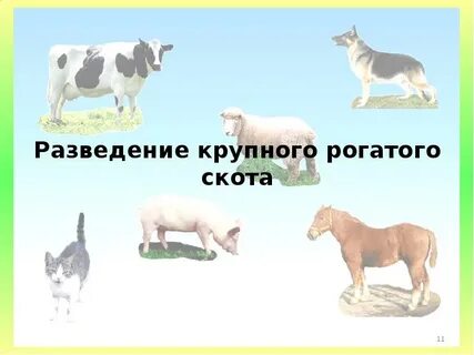 Какое животное относится к мелкому рогатому скоту