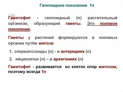 Гаплоидное поколение хвощей