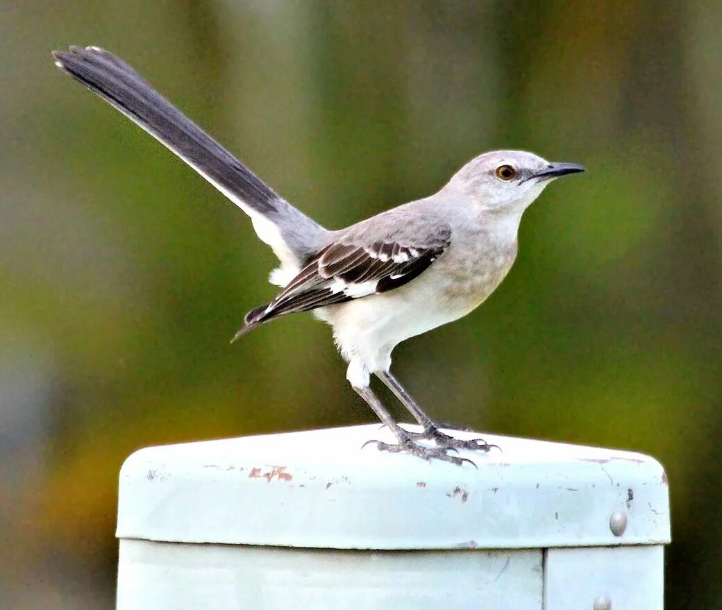 Mocking bird. Белобровый певчий пересмешник. Многоголосый пересмешник. Пересмешник птица. Калифорнийский пересмешник.