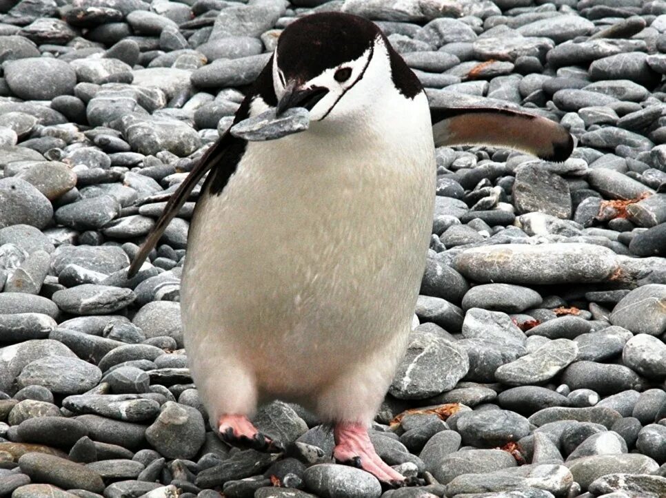 Пингвин и камень