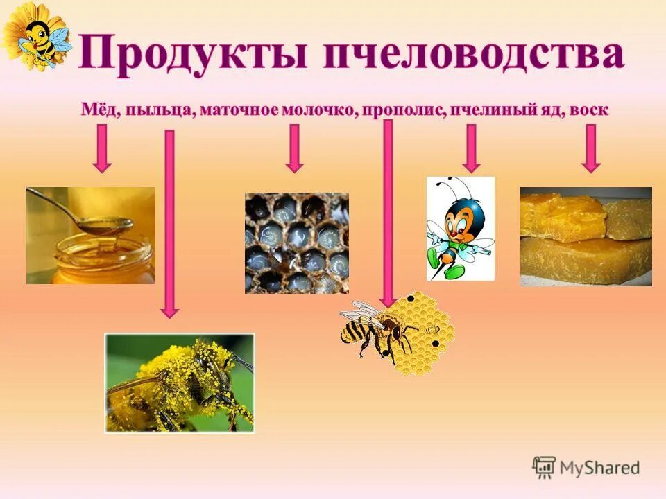 Назовите продукты жизнедеятельности