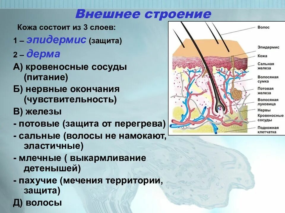 В каком слое находятся сосуды