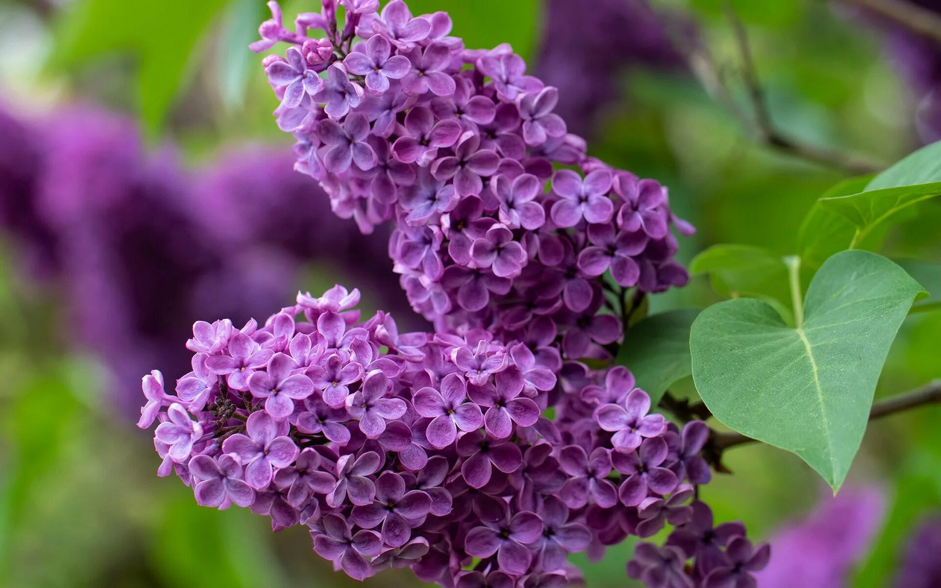 Сирень Syringa vulgaris. Сирень Персидская разнолистная. Сирень соцветие. Сирень Звягинцева. 2 ветка сирени