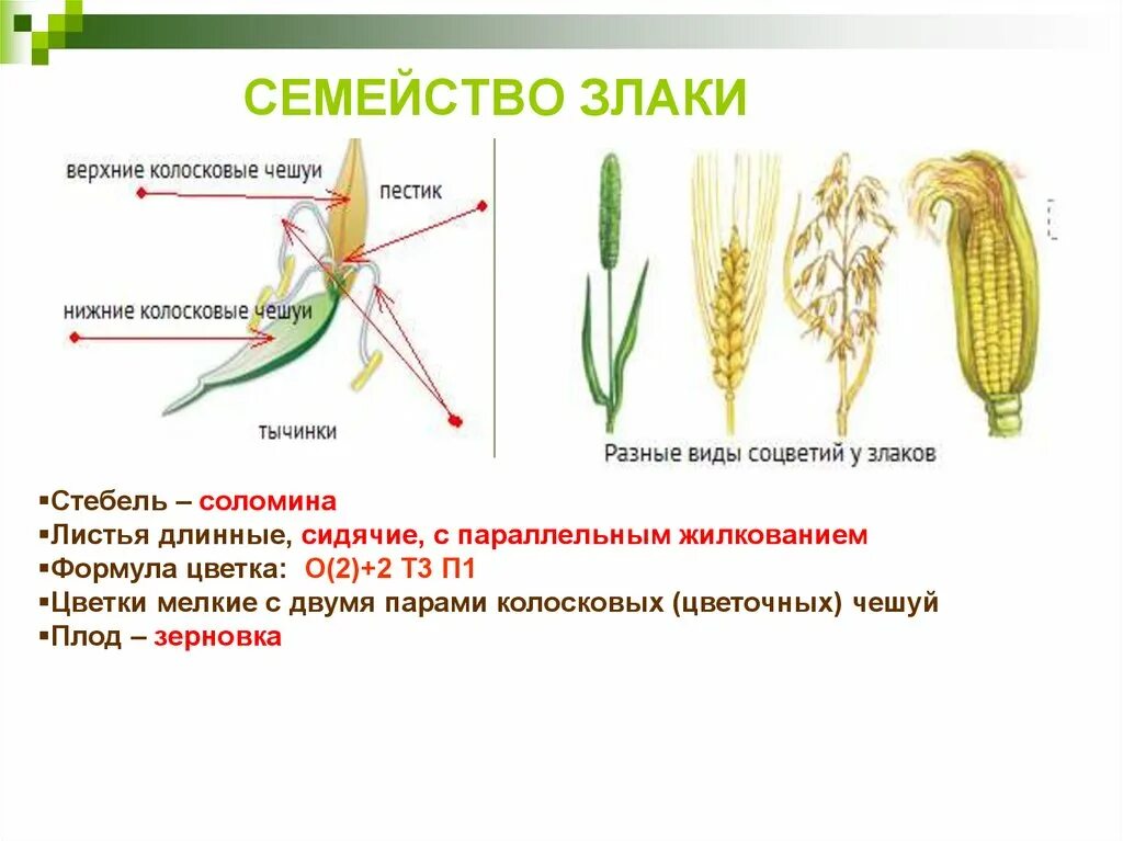 Злаковые какой класс