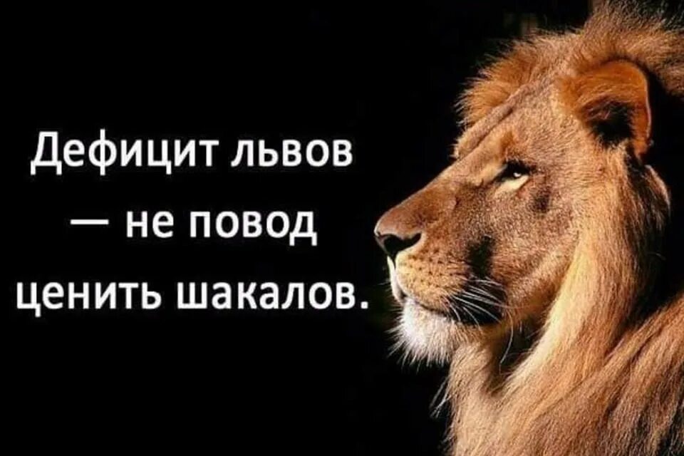 Фразы про львов. Дефицит Львов не повод ценить шакалов. Цитаты про Львов. Гордые львы. Отсутствие Львов не повод.