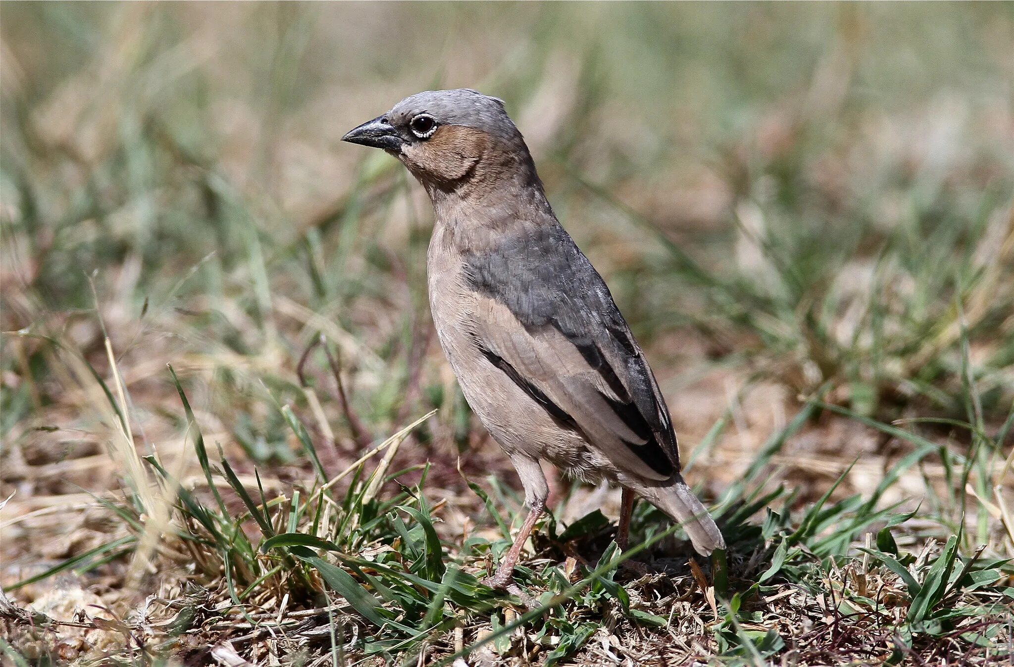 Nigrita fusconotus. Сероголовый фото. Сероголовый фото. Vireo olivaceus. Песня сероголовый.