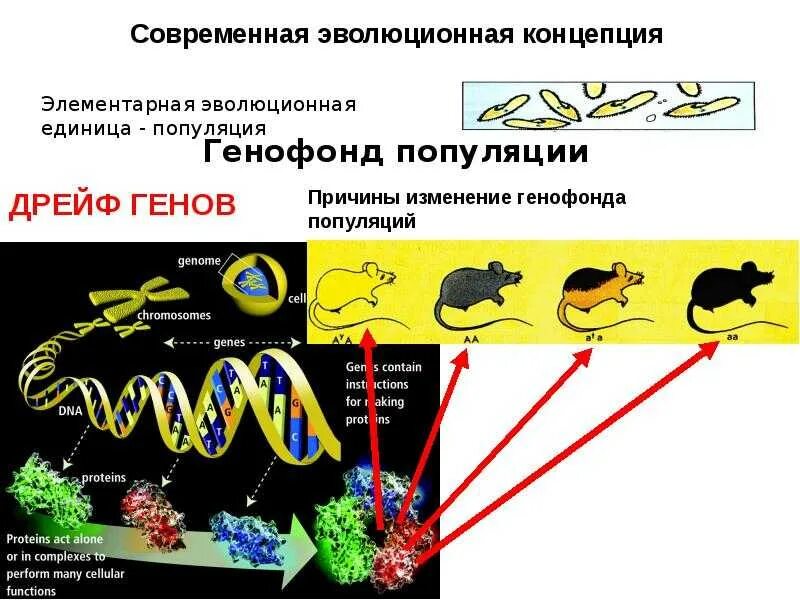 Примеры изменения генофонда. Изменение генофонда популяций. причины изменения генофонда популяции. популяция генофонд дрейф генов. факторы влияющие на изменение генофонда популяции.