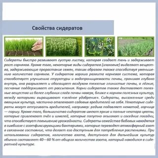 Какой сидерат посеять в теплице осенью