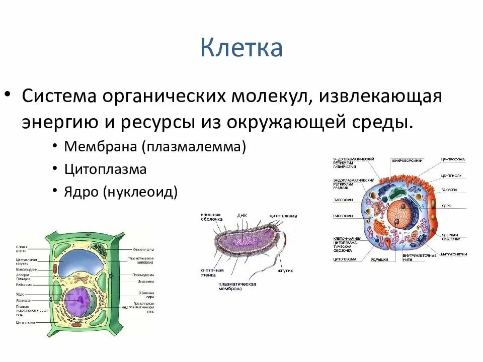 Первые клетки органические. Клеточная система. Жизненный цикл клетки. Развитие клетки примеры. Жизненный цикл клетки презентация для студентов.