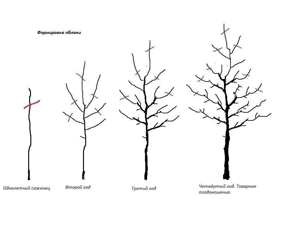 Как обрезать молодую яблоню весной для начинающих. Обрезка яблони формирующая схема. Формировка саженца яблони. Схема обрезки саженцев яблони. Схема обрезки колоновидного абрикоса.