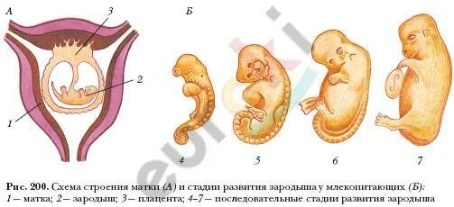 Почему происходит развитие