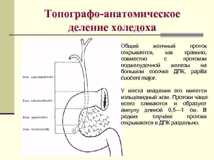 Общий желчный проток открывается в. Общий желчный проток открывается в