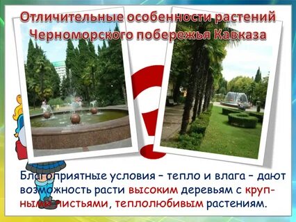 Почему на черноморском побережье богатая растительность