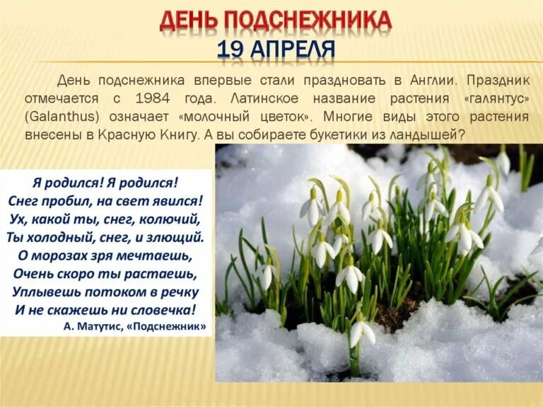 Какой праздник 5 апреля. День подснежника. 19 апреля день подснежника. день подснежника 2025. праздник первого подснежника.