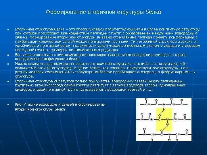 Какие связи стабилизируют вторичную структуру