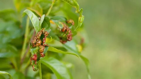 Чем опрыскать персик от курчавости
