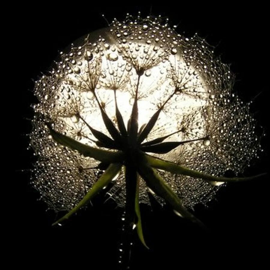 Грустный одуванчик. Печаль. Цветы в пустоте. Безысходность сюрреализм. Леа рэд цветы в пустоте.