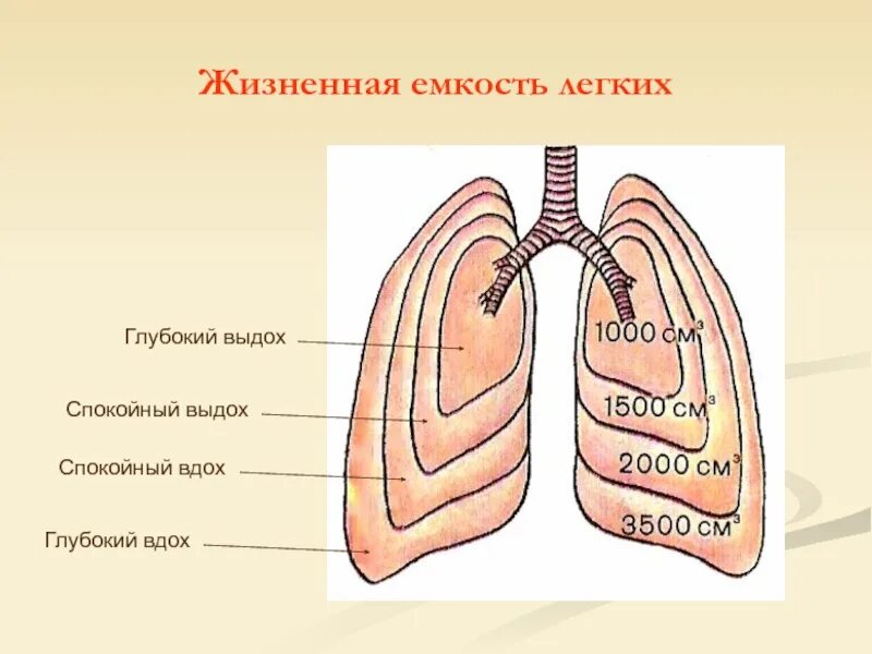 Наибольшая емкость легких. Жизненная ёмкость лёгких. Жизненная емкость легких схема. Механизм вдоха и выдоха жизненная емкость легких. Вдох выдох анатомия.