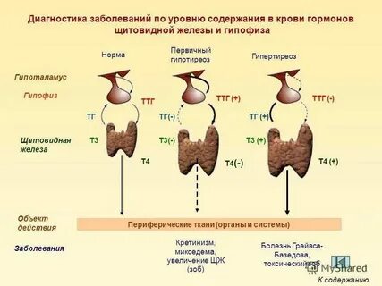 Т 3 общий это