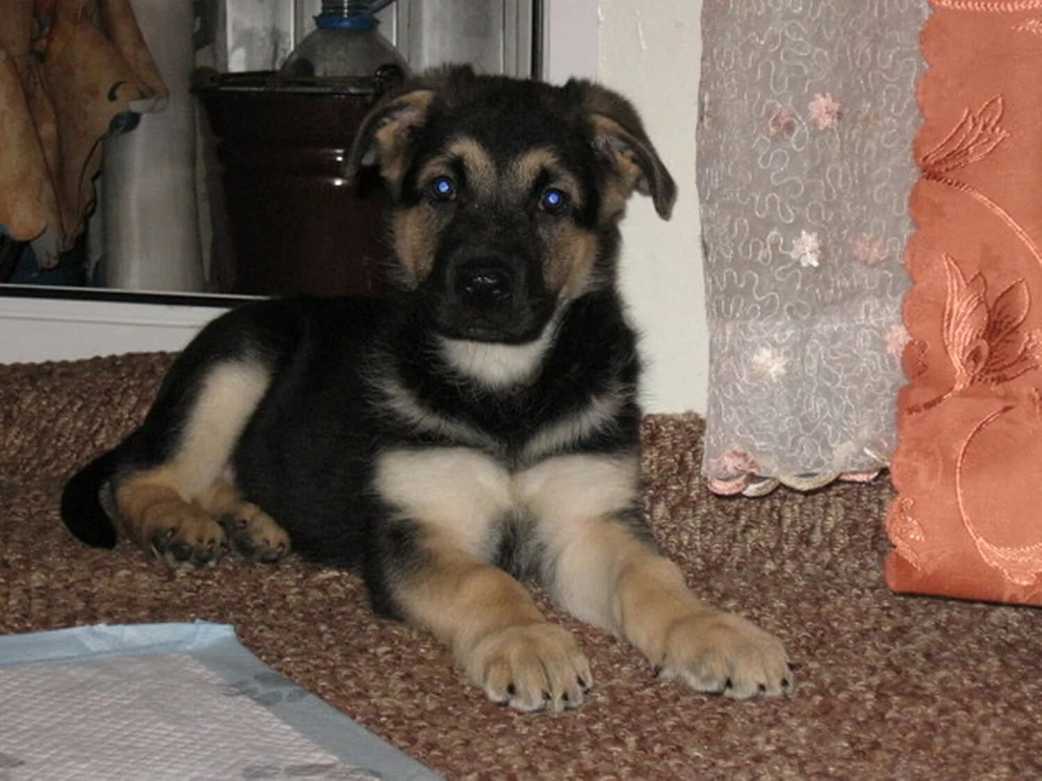 Восточно европейская овчарка щенок 3 месяца. Щенок восточно европейской овчарки 4 месяца. Восточноевропейская овчарка скай. Восточноевропейская овчарка щенки 3 месяца. Щенок восточно европейской овчарки 3 месяца.