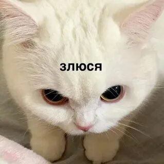 Злюся мем